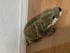 投稿写真 姫路セントラルパーク カワウソ ぬいぐるみ