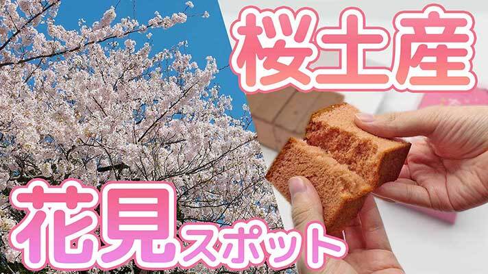 菊廼舎 桜色缶